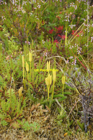 Photo 6"x4" Stagshorn Clubmoss (Lycopodium clavatum), Loch Monar Meall an Tairbh\/NH2039 c2014