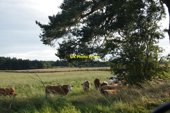 Photo 6"x4" Cattle near Airntully Airntully c2014