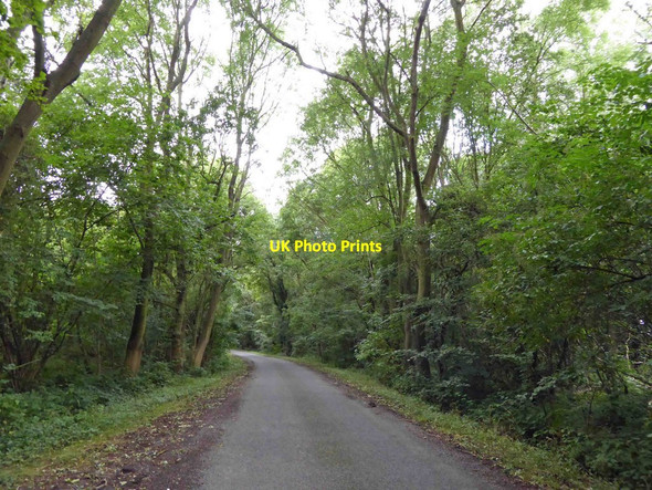 Photo 6"x4" Highfield Lane passes through Ox Stocking wood Walden Stubbs c2014