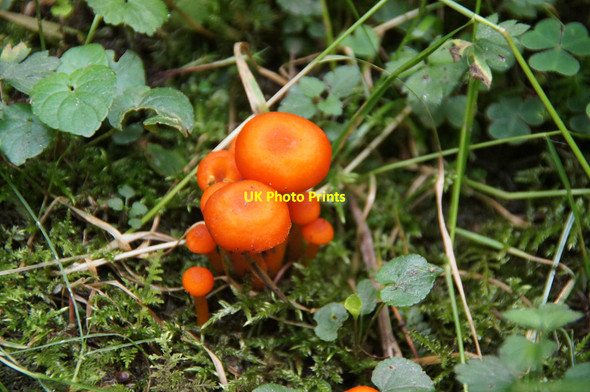 Photo 6"x4" Vermilion Waxcap (Hygrocybe miniata) near the Duchess's Cave, Dunkeld Inver\/NO0142 c2014