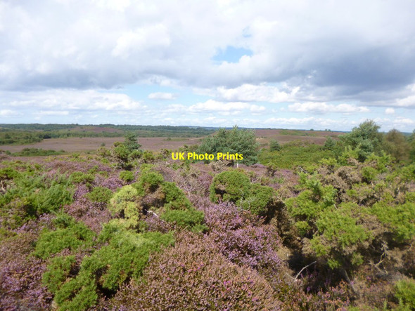 Photo 6"x4" Winfrith Heath Blacknoll c2014