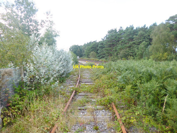 Photo 6"x4" Winfrith Heath, disused railway line Blacknoll c2014