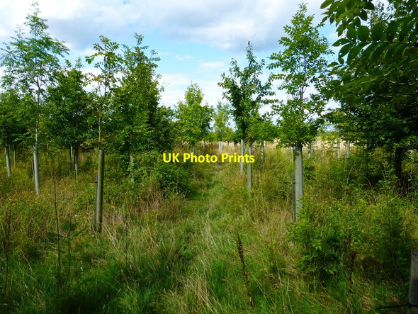 Photo 6"x4" Bridleway enters area of new planting by Clay's Copse Hillside\/SU7550 c2014