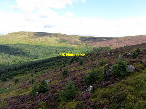 Photo 6"x4" Hillside north of Bore Stone Kielder c2014