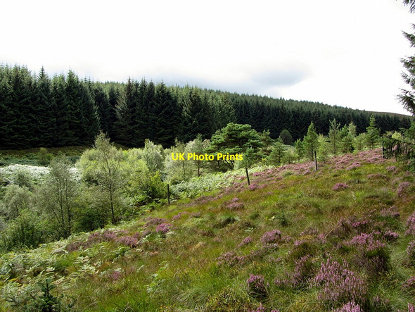 Photo 6"x4" Scots Pine enclosure, William's Cleugh West Kielder Moor c2014