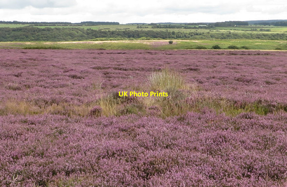 Photo 6"x4" Heather on Sheephouse Rigg, Levisham Moor Levisham c2014