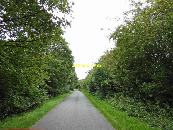 Photo 6"x4" A tree lined lane near Scallows Hall Wold Newton\/TF2496 c2014