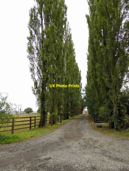 Photo 6"x4" Poplar tree lined drive to Anderson Farm or is it Coultas Farm as per the map? Belle Eau Park c2014