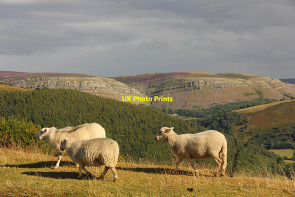 Photo 6"x4" Sheep on Horseshoe Pass Pentredwr c2014
