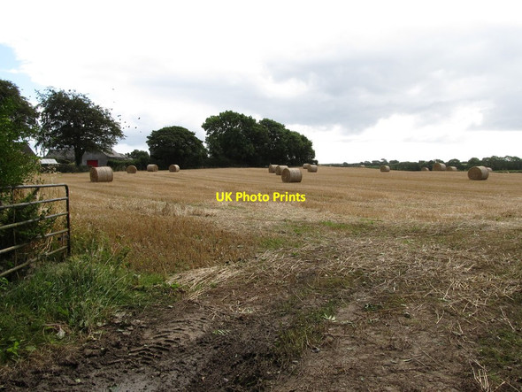 Photo 6"x4" Harvested grain field Bishops Court\/J5642 c2014