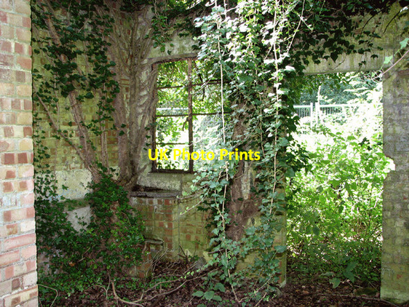 Photo 6"x4" Ruined building in the woods New Rackheath c2014 P2