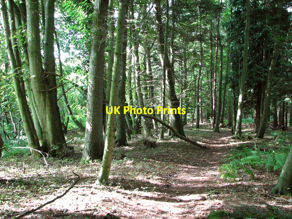Photo 6"x4" Track in Heath Wood New Rackheath c2014