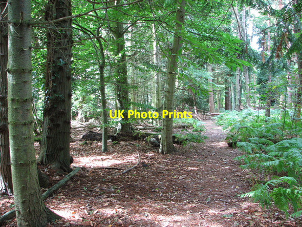 Photo 6"x4" Bracken beside the path New Rackheath c2014