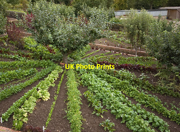 Photo 6"x4" Kitchen garden, Chatsworth House Edensor c2014