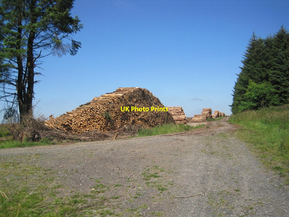 Photo 6"x4" Log Stacking and Forest Tracks at Grindon Green Grindon Green c2014