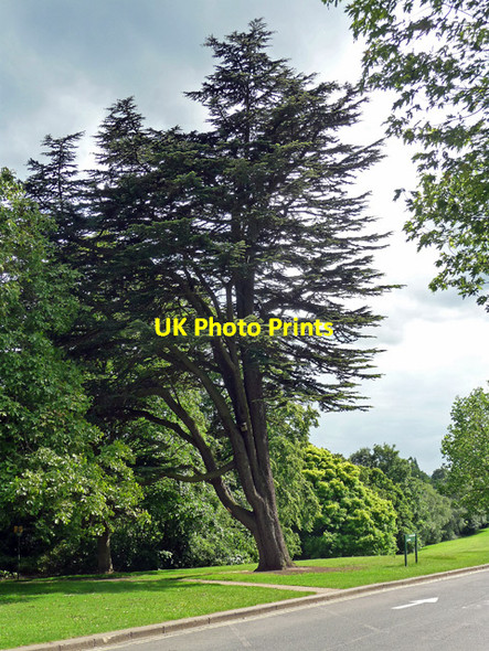 Photo 6"x4" Cedar, West Drive, Nottingham Beeston\/SK5236 c2012