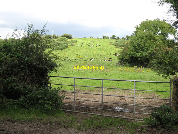 Photo 6"x4" Cattle on a drumlin slope on the north side of Ballysallagh Road Bishops Court\/J5642 c2014