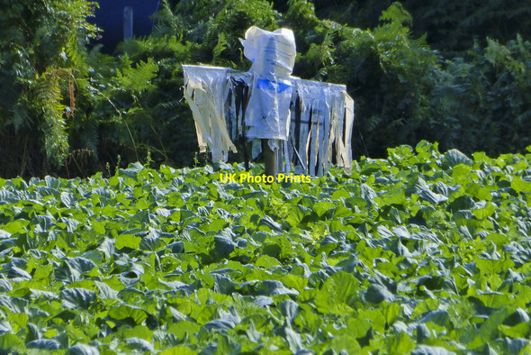 Photo 6"x4" Scarecrow in a field of Cabbages Frog Pool c2014