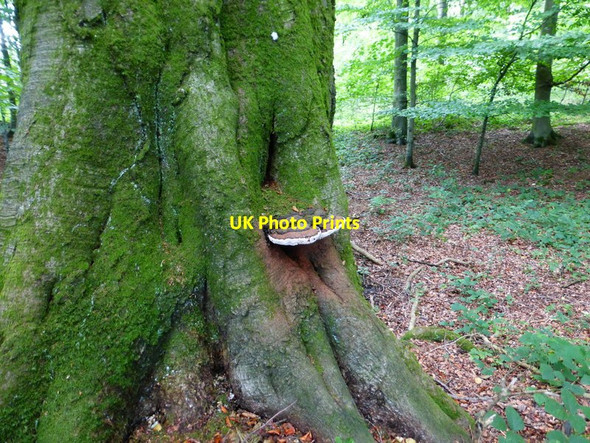 Photo 6"x4" Tree fungus in Closedown Wood Powntley Copse c2014