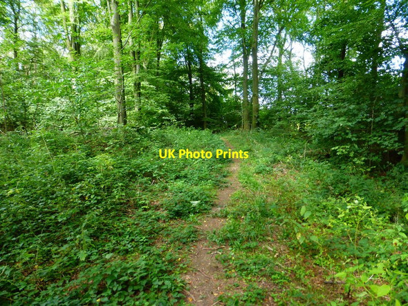 Photo 6"x4" Footpath through Closedown Wood Powntley Copse c2014