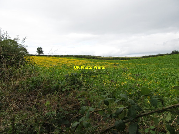 Photo 6"x4" Invasive corn marigold in  a fodder crop Saul\/J5046 c2014