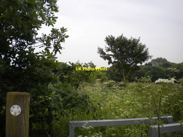 Photo 6"x4" Absurdly verdant footpath east of Halloughton Southwell\/SK7053 c2014