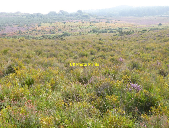Photo 6"x4" Godshill, humid heathland Godshill\/SU1714 c2014