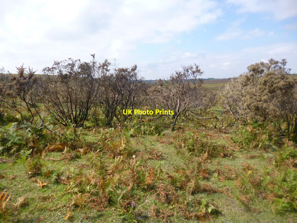 Photo 6"x4" Black Gutter Bottom, burnt gorse Bohemia\/SU2019 c2014