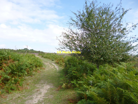 Photo 6"x4" Black Gutter Bottom, crab apple tree Bohemia\/SU2019 c2014
