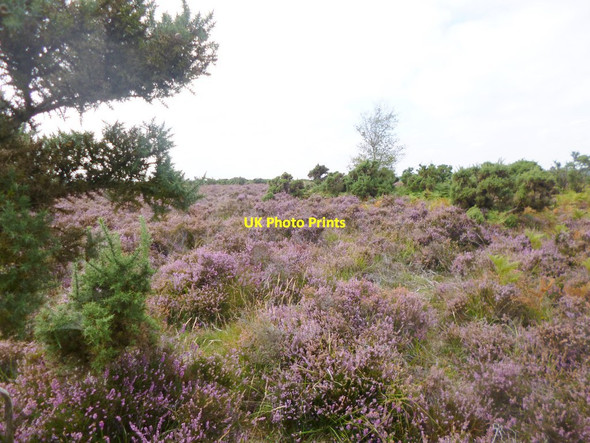 Photo 6"x4" Deadman Hill, heathland Bohemia\/SU2019 c2014