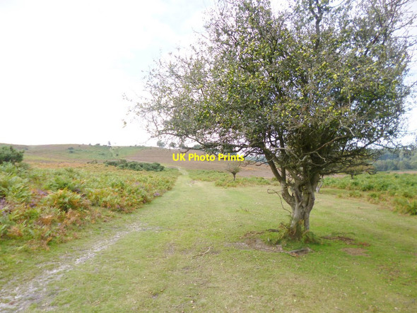 Photo 6"x4" Cunninger Bottom, crab-apple tree Woodgreen\/SU1717 c2014
