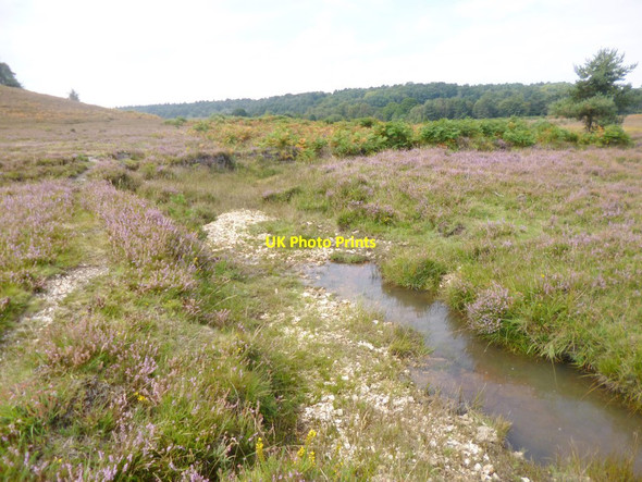 Photo 6"x4" Cunninger Bottom, brook Woodgreen\/SU1717 c2014