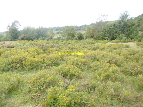 Photo 6"x4" Millersford Bottom, humid heathland Woodgreen\/SU1717 c2014
