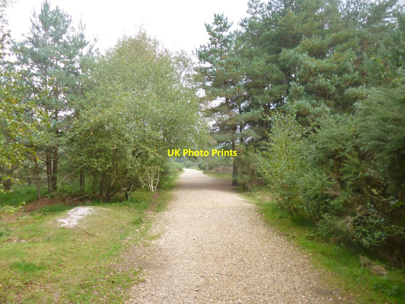 Photo 6"x4" Avon Heath, path St Ives\/SU1204 c2014