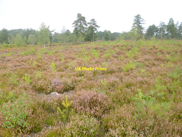 Photo 6"x4" Avon Heath, heathland St Ives\/SU1204 c2014