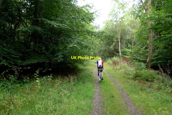 Photo 6"x4" Savernake forest track Durley\/SU2364 c2014