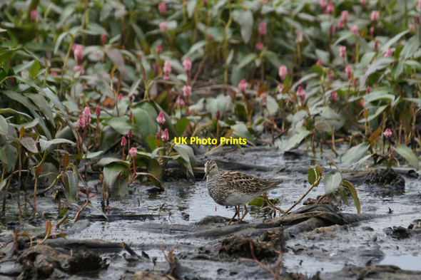 Photo 6"x4" Pectoral Sandpiper (Calidris melanotos), Haroldswick Bothen c2014