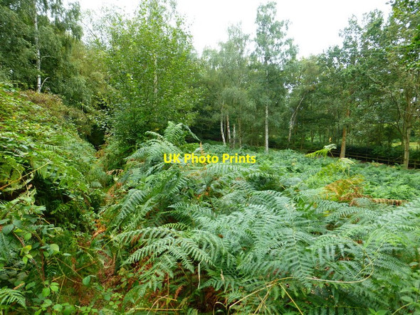 Photo 6"x4" Nasty overgrown bridleway Bramshill c2014