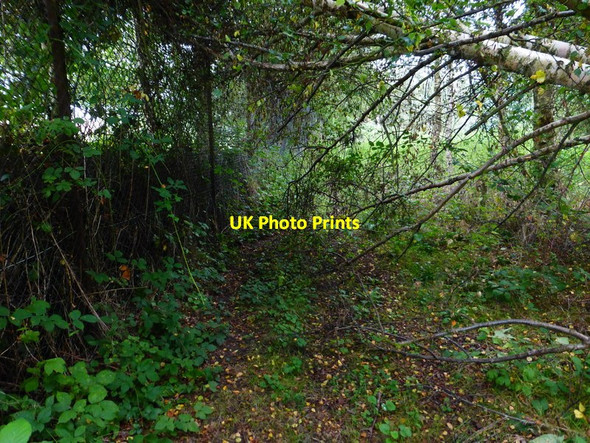 Photo 6"x4" Nasty bridleway just got nastier Bramshill c2014