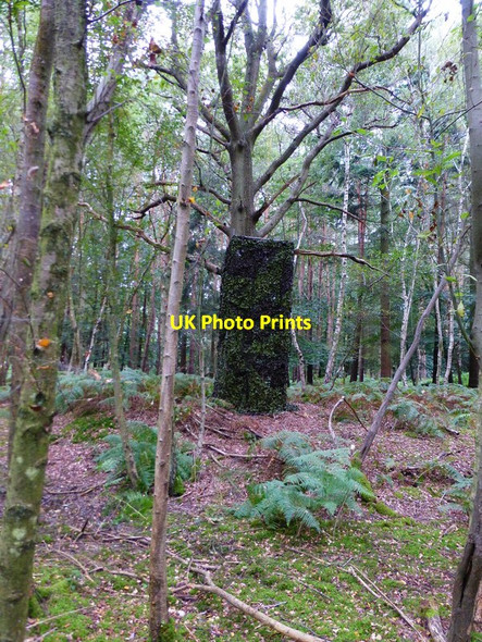 Photo 6"x4" Hide in woods near Bramshill House Hazeley Heath c2014