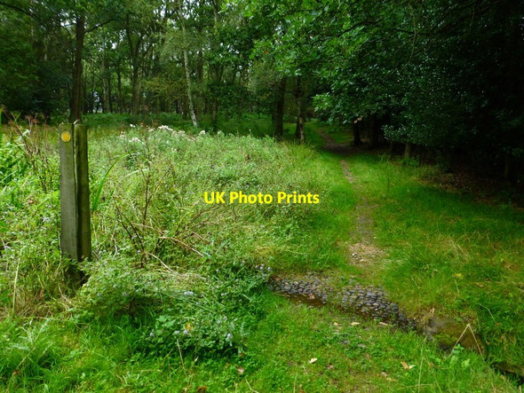 Photo 6"x4" Little ford on footpath near Crabtree Lodge Hazeley Heath c2014