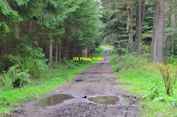 Photo 6"x4" Track in Bowmont Forest Heiton c2014