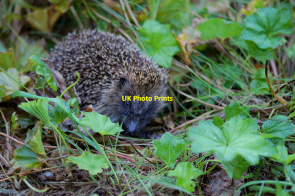 Photo 6"x4" Hedgehog (Erinaceus europaeus), Baltasound Baltasound c2014