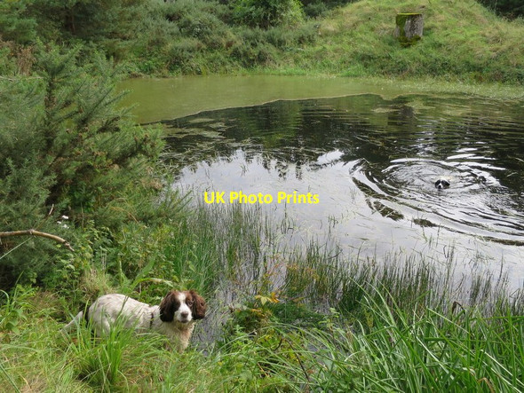 Photo 6"x4" Drainage ditch in Lossie forest Windyridge\/NJ2367 c2014