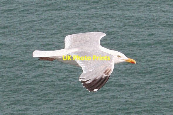 Photo 6"x4" Herring Gull (Larus argentatus) Studland c2014