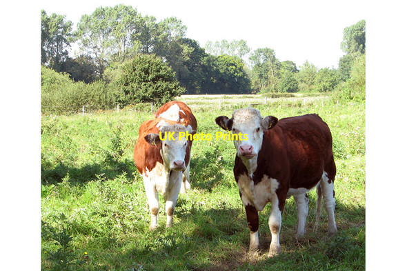 Photo 6"x4" Cattle pasture by Lower Farm, Tuttington Hyltons Crossways c2014