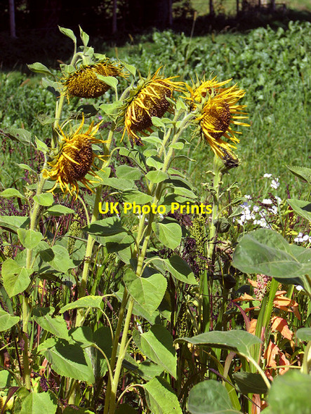 Photo 6"x4" Sunflowers in game bird crop field Hyltons Crossways c2014