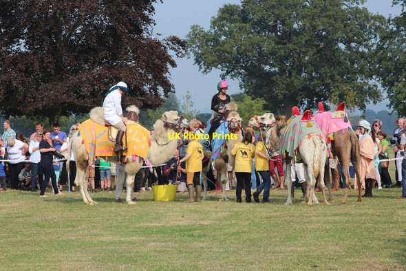 Photo 6"x4" Camel racing at Hole Park Beacon Hill\/TQ8232 c2014