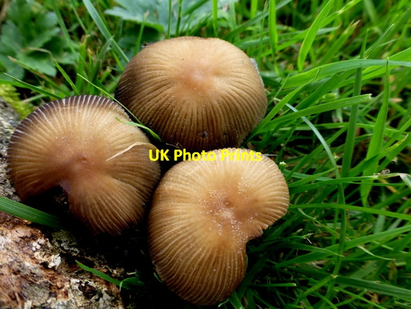 Photo 6"x4" Fungi, Omagh Omagh c2014