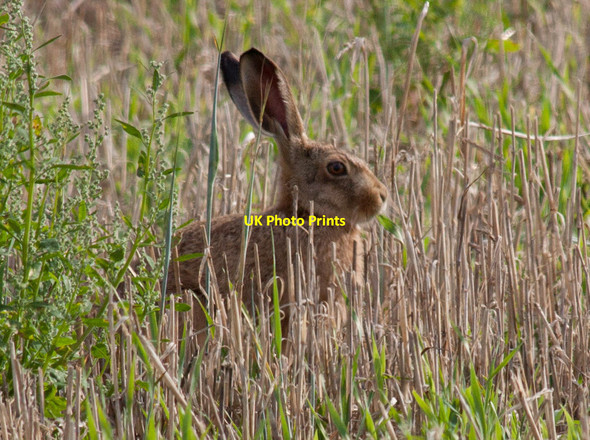 Photo 6"x4" Wary hare Newgate\/TG0543 c2014